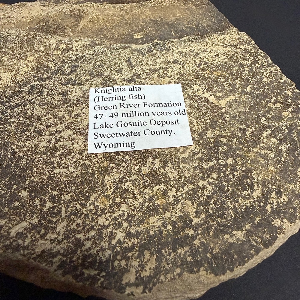 FO802 Knightia Fossilized Fish