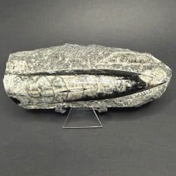 FO309 Orthoceras Polished Stone