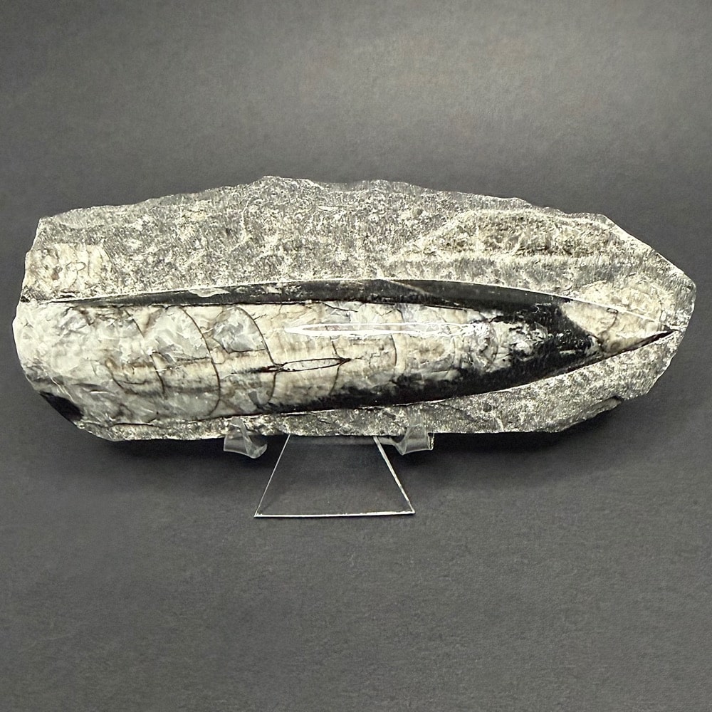 FO309 Orthoceras Polished Stone