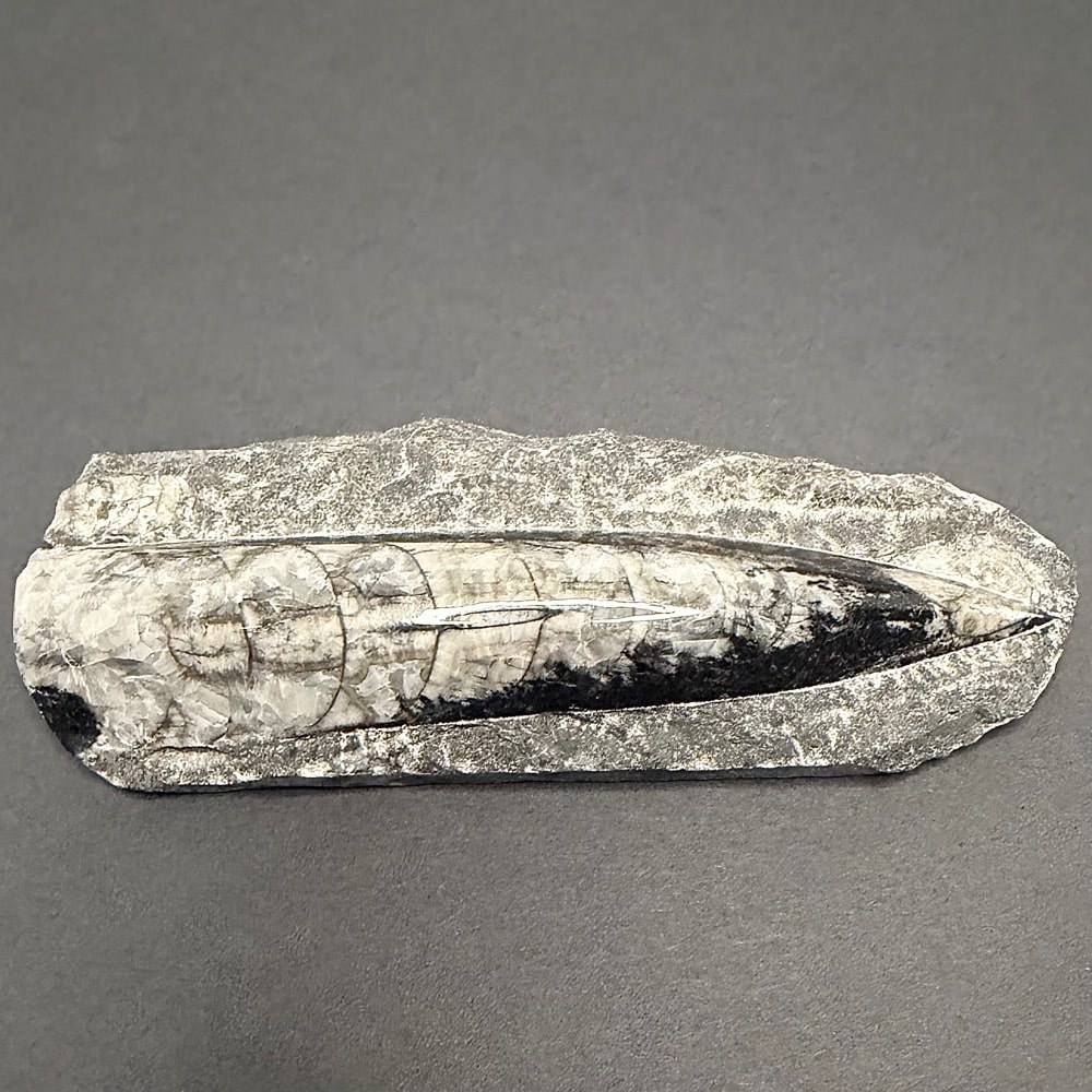 FO309 Orthoceras Polished Stone