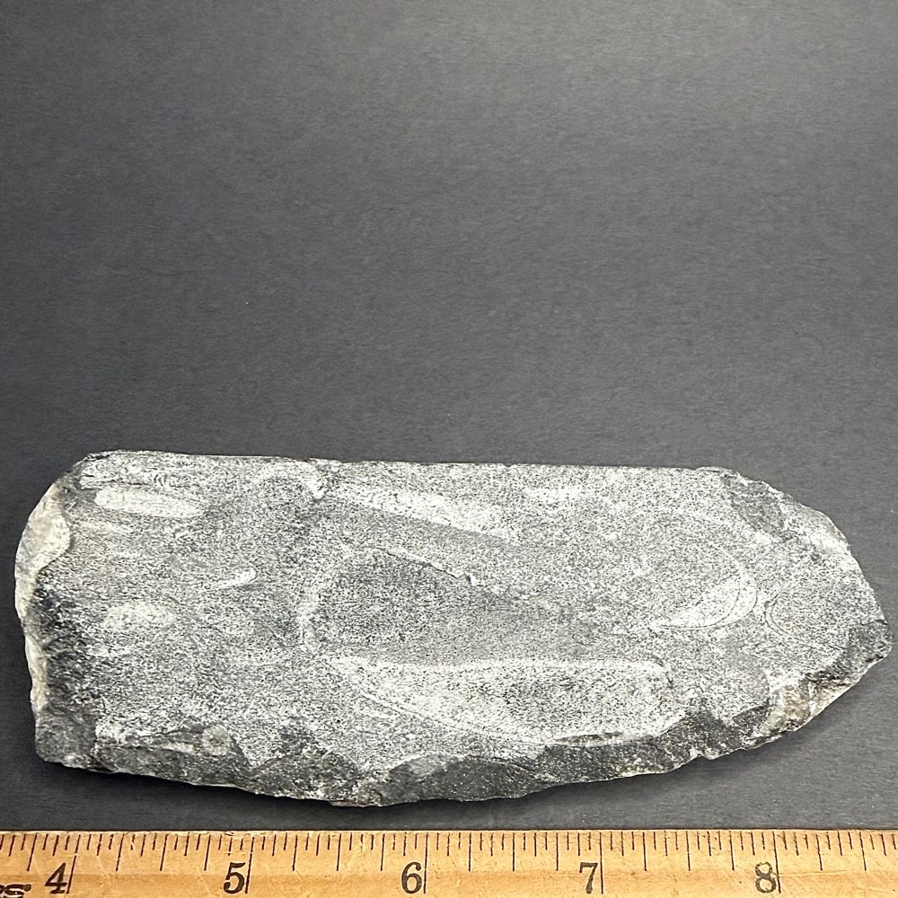 FO309 Orthoceras Polished Stone - Image 2