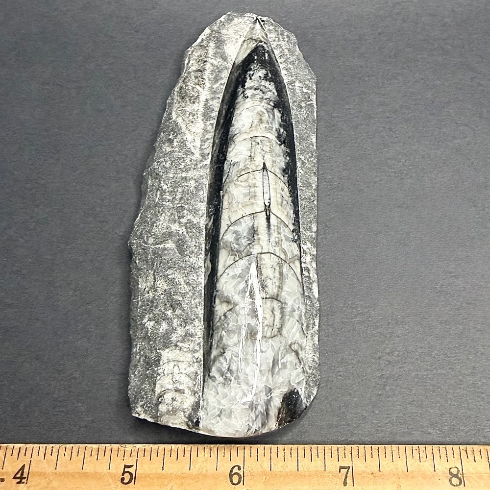 FO309 Orthoceras Polished Stone - Image 3