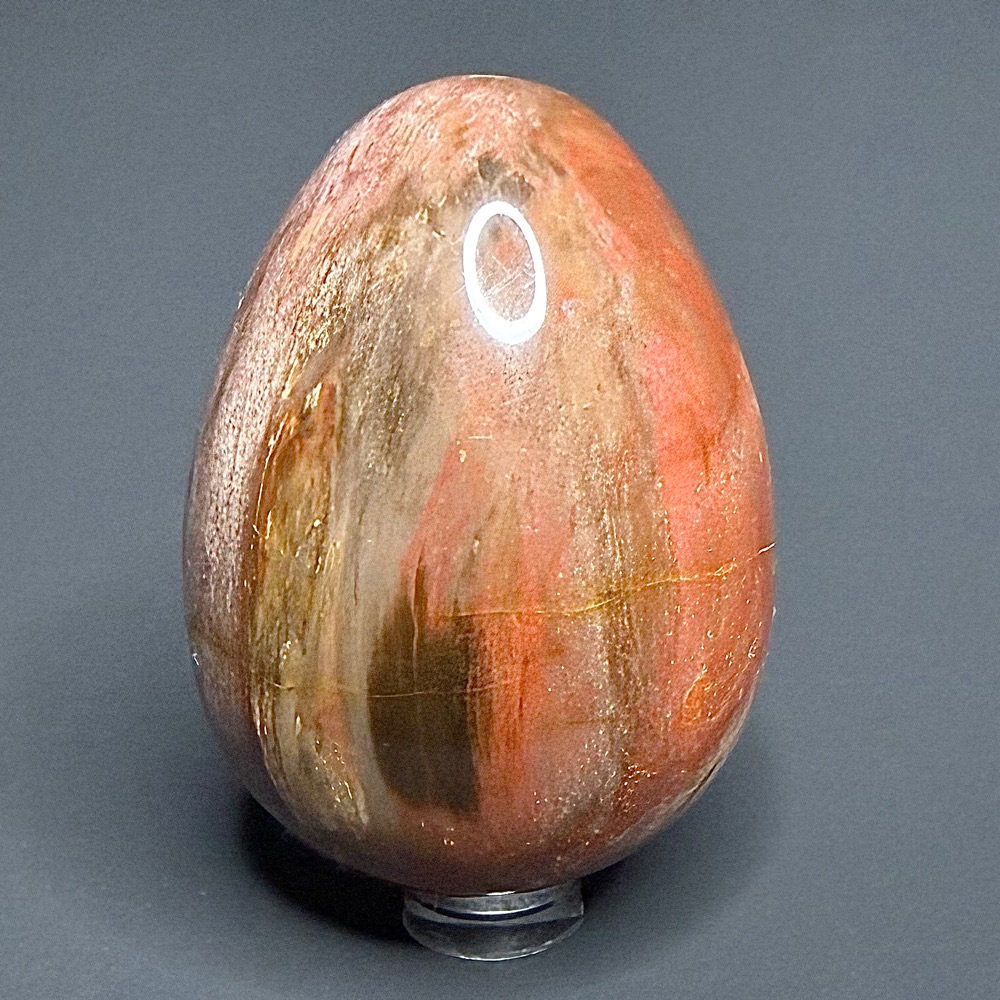 EGG101 Petrified Wood