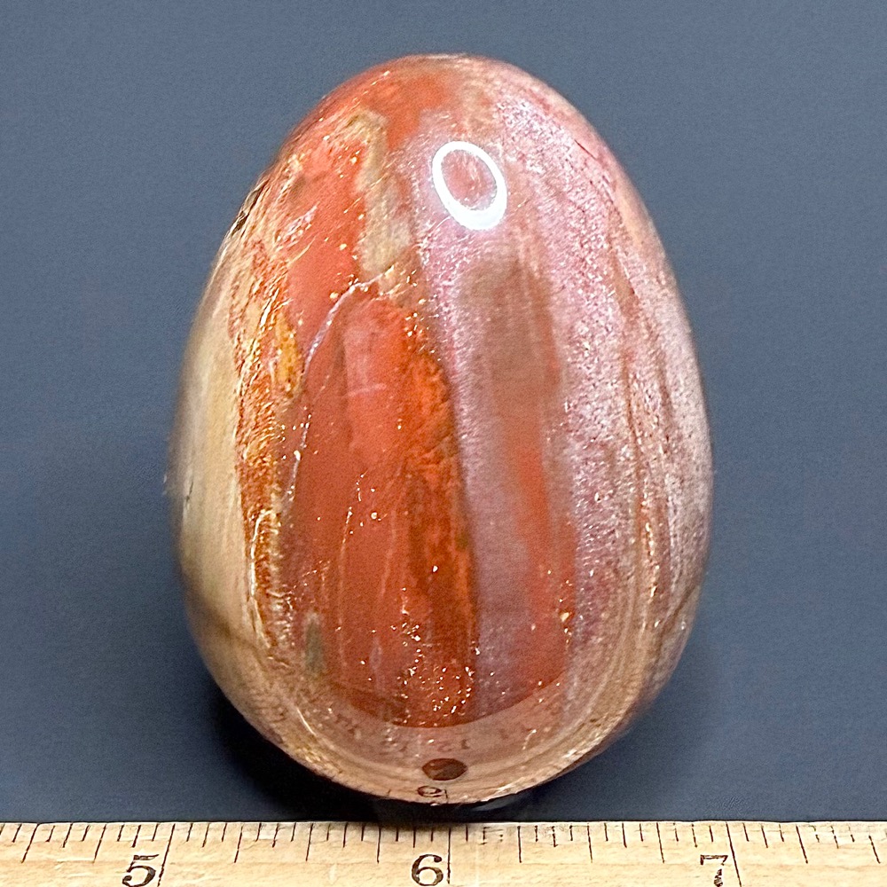 EGG101 Petrified Wood - Image 2