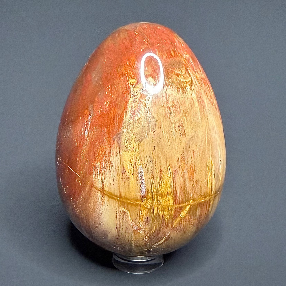 EGG101 Petrified Wood - Image 3