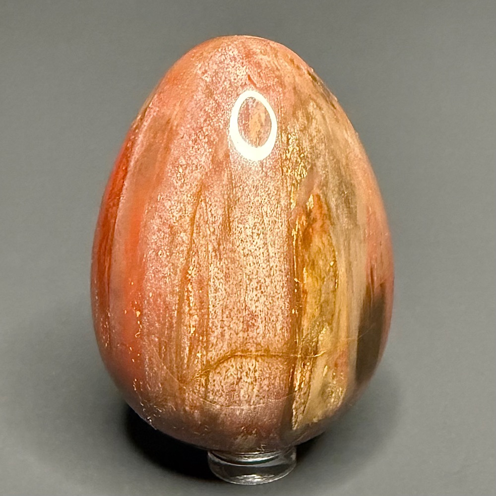 EGG101 Petrified Wood - Image 4