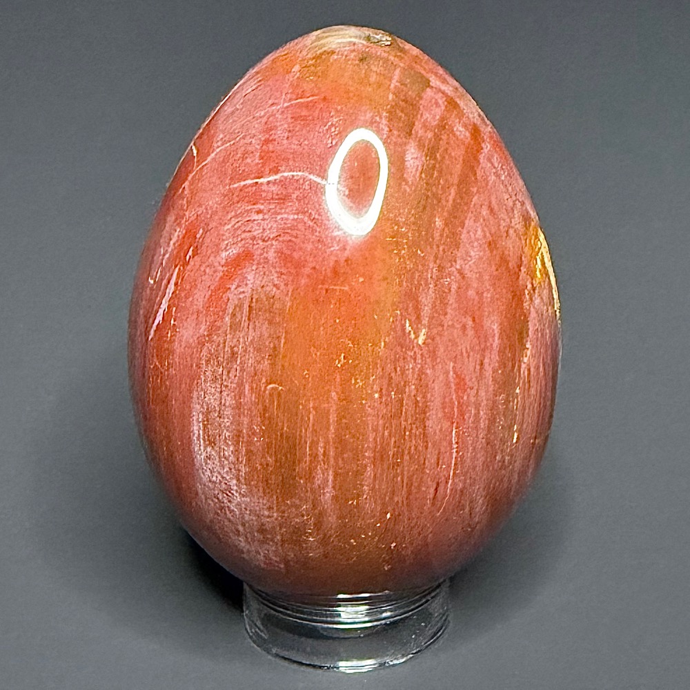EGG103 Petrified Wood Egg - Image 3