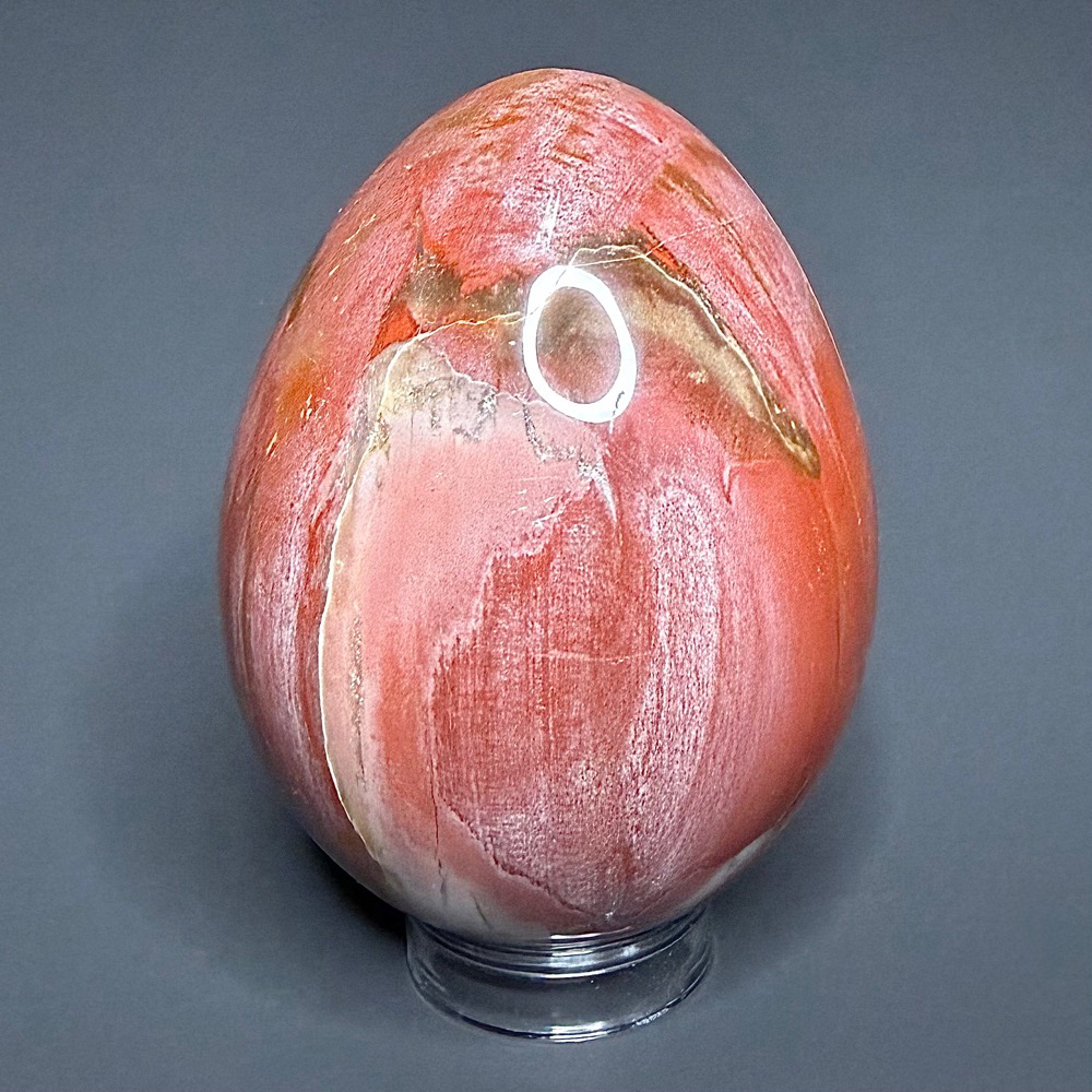 EGG103 Petrified Wood Egg - Image 4