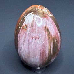 EGG308 Petrified Wood