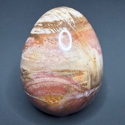 EGG311 Petrified Wood