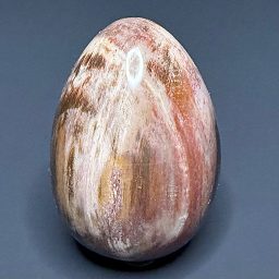 EGG510 Petrified Wood