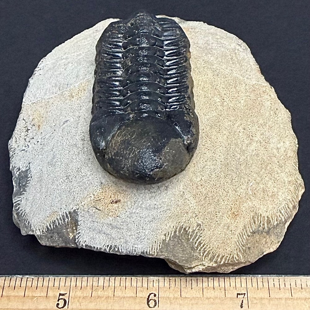 FO605 Trilobite - Image 2