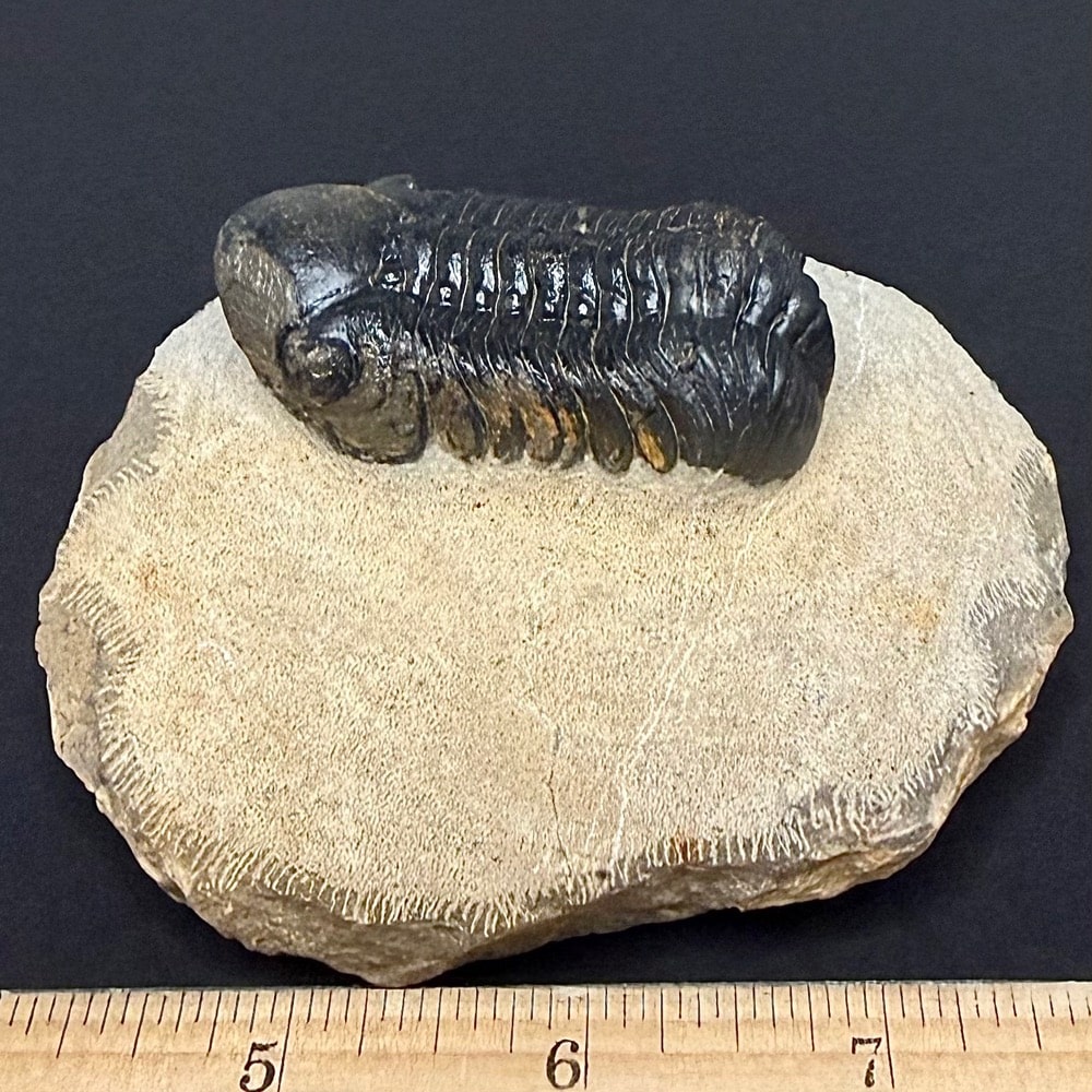 FO605 Trilobite - Image 3