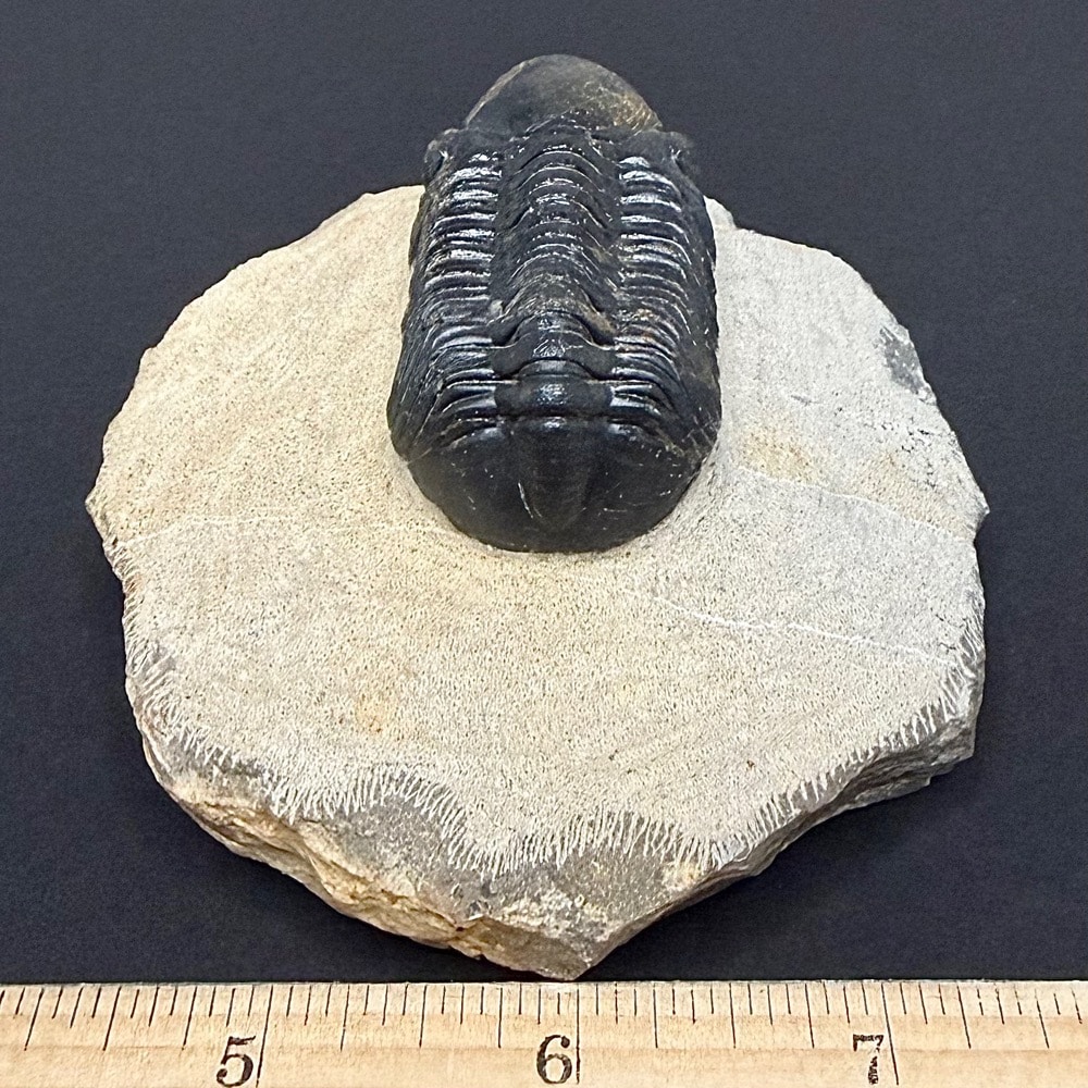 FO605 Trilobite