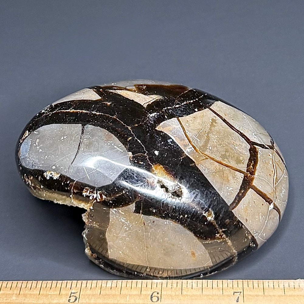 SEP103 Septarian End - Image 4
