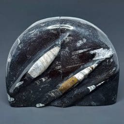 BK100 Orthoceras Bookends