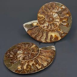 FO314 Ammonite Set