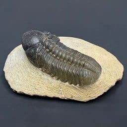 FO406 Trilobite