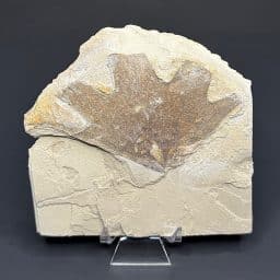 FO420 Fossilized Leaf
