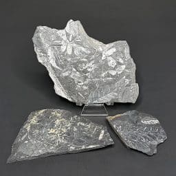 FO818 Fossil Fern Leaf