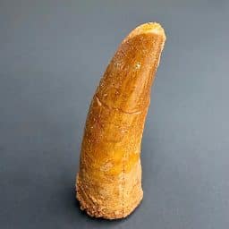 FO820 Fossil Spinosaurus Tooth