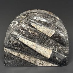 BK809 Orthoceras Bookends