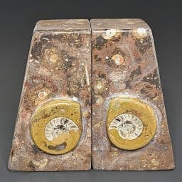 BK812 Geisonoceras Bookends