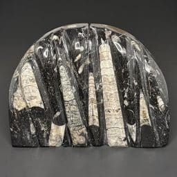 BK704 Orthoceras Bookends