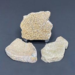 FO603 Dinosaur Bone