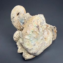 FO610 South Dakota Ammonite