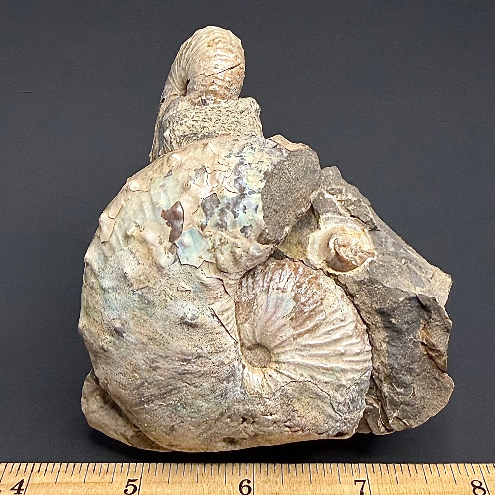 FO610 South Dakota Ammonite - Image 2
