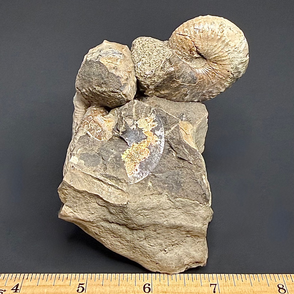 FO610 South Dakota Ammonite - Image 5