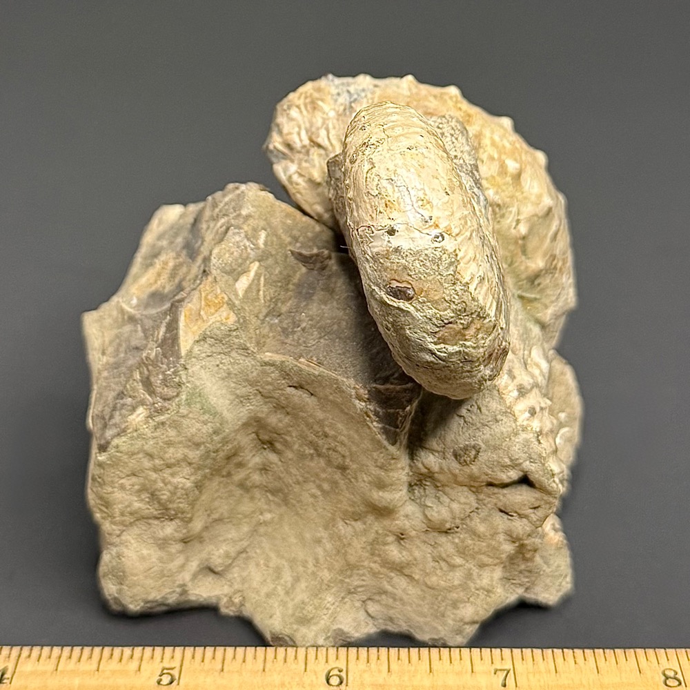 FO610 South Dakota Ammonite - Image 4