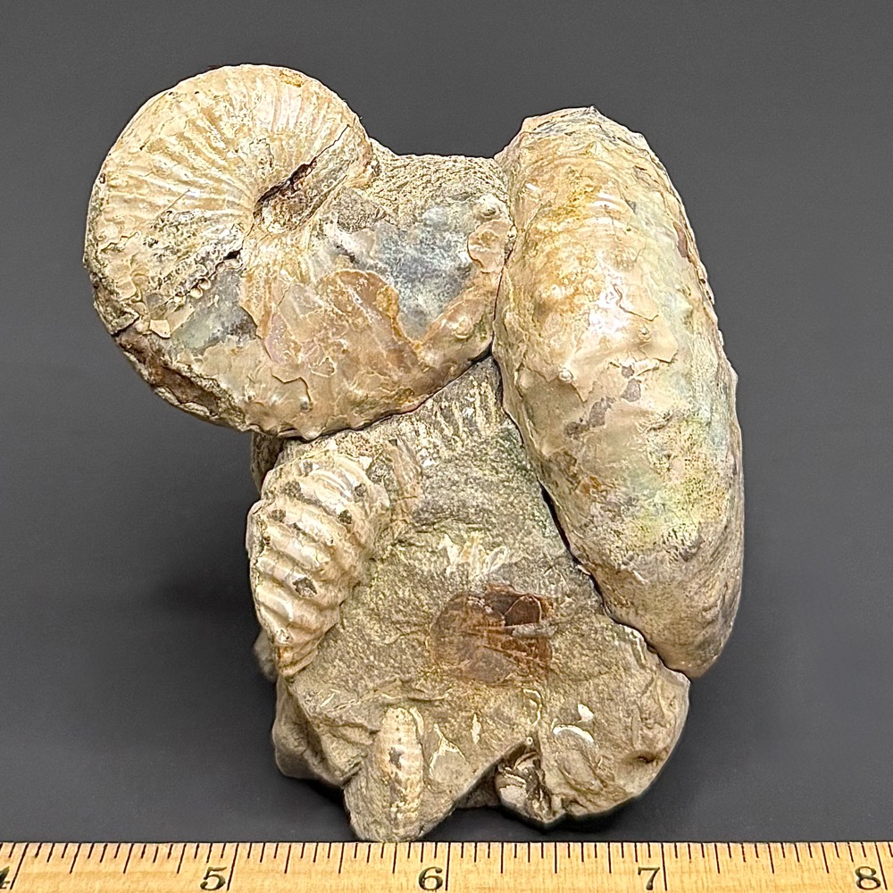 FO610 South Dakota Ammonite - Image 3