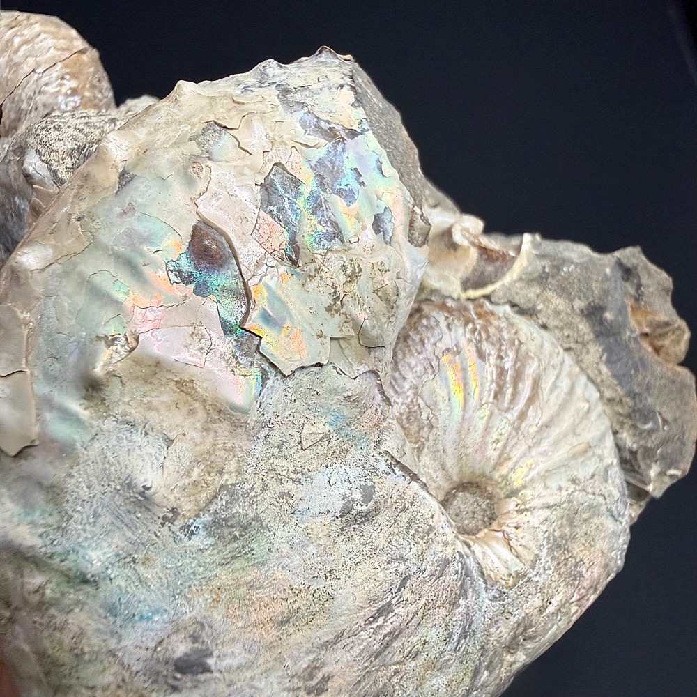 FO610 South Dakota Ammonite