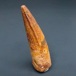 FO702 Spinosaurus Fossil Tooth