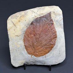 FO818 Fossil Leaf