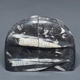 BK100 Orthoceras Bookends