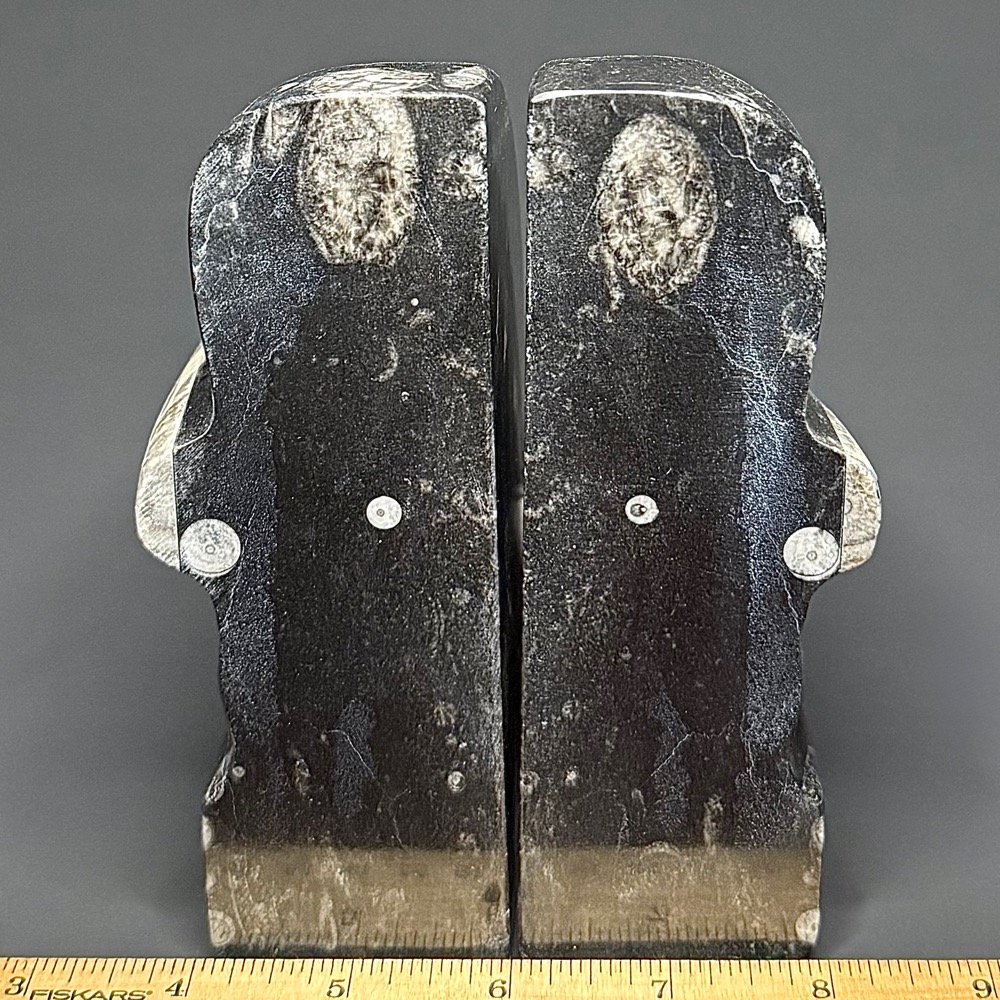 BK100 Orthoceras Bookends - Image 2