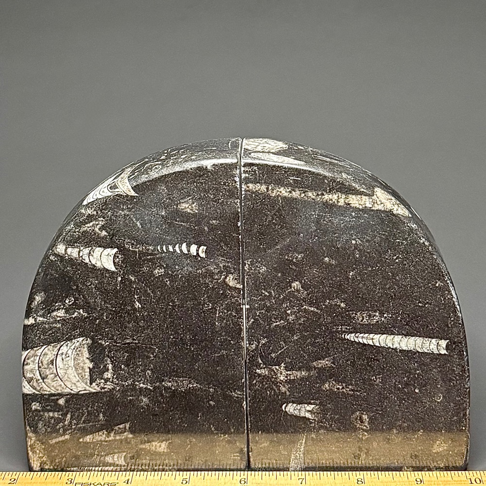 BK100 Orthoceras Bookends - Image 3