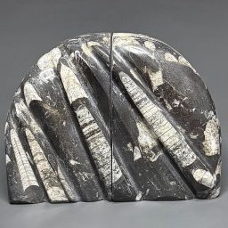 BK112 Orthoceras Bookends