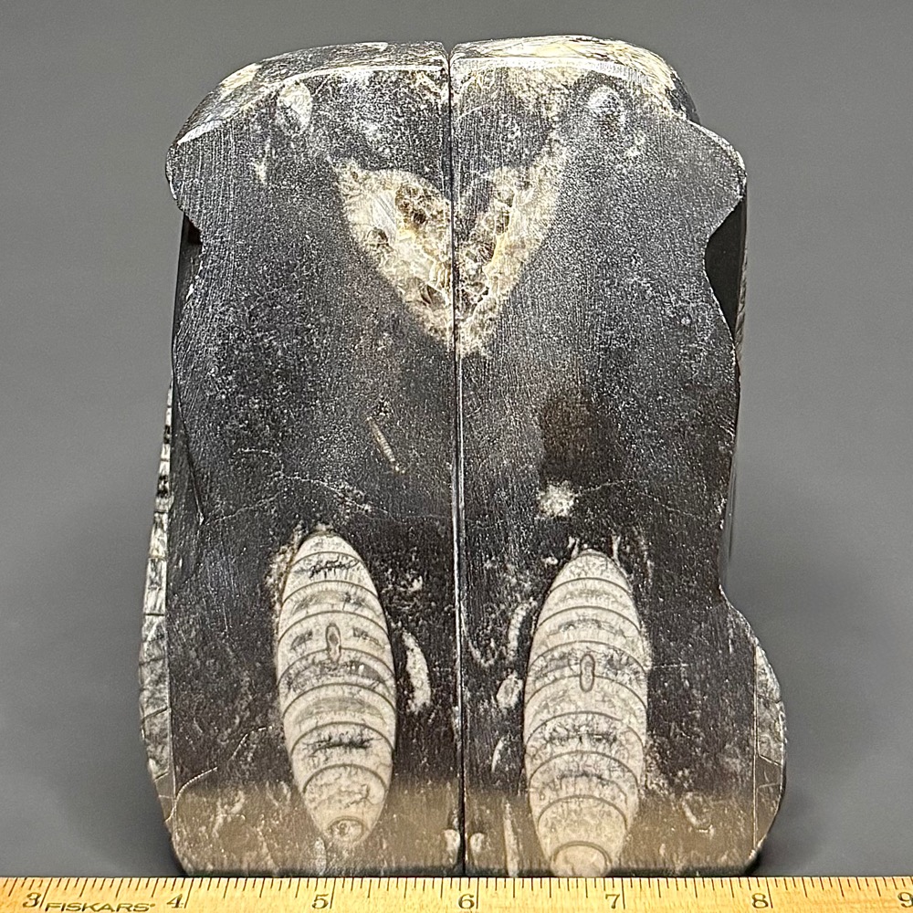 BK112 Orthoceras Bookends - Image 2