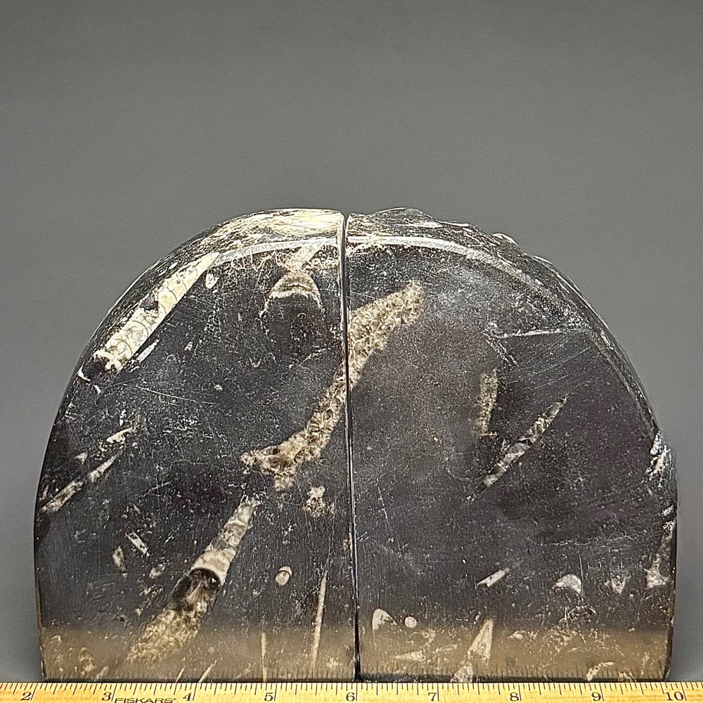 BK112 Orthoceras Bookends - Image 3