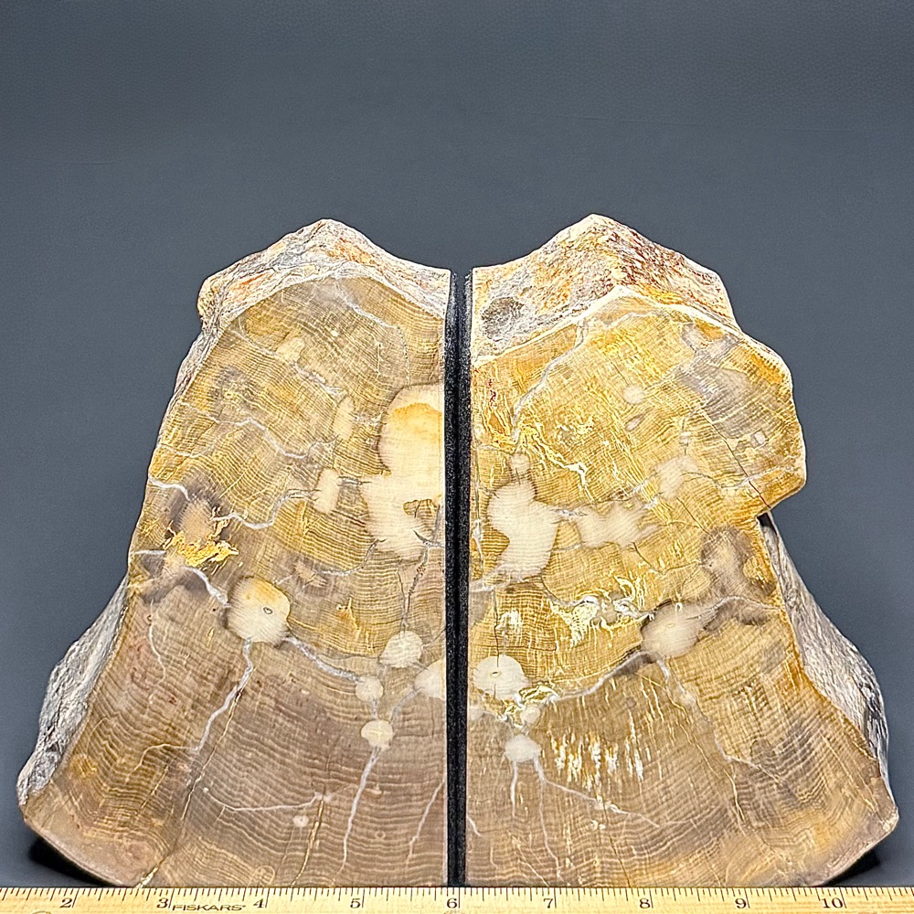 BK111 Petrified Wood Bookends - Image 3