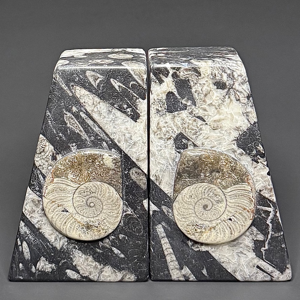 BK308 Geisonoceras Bookends