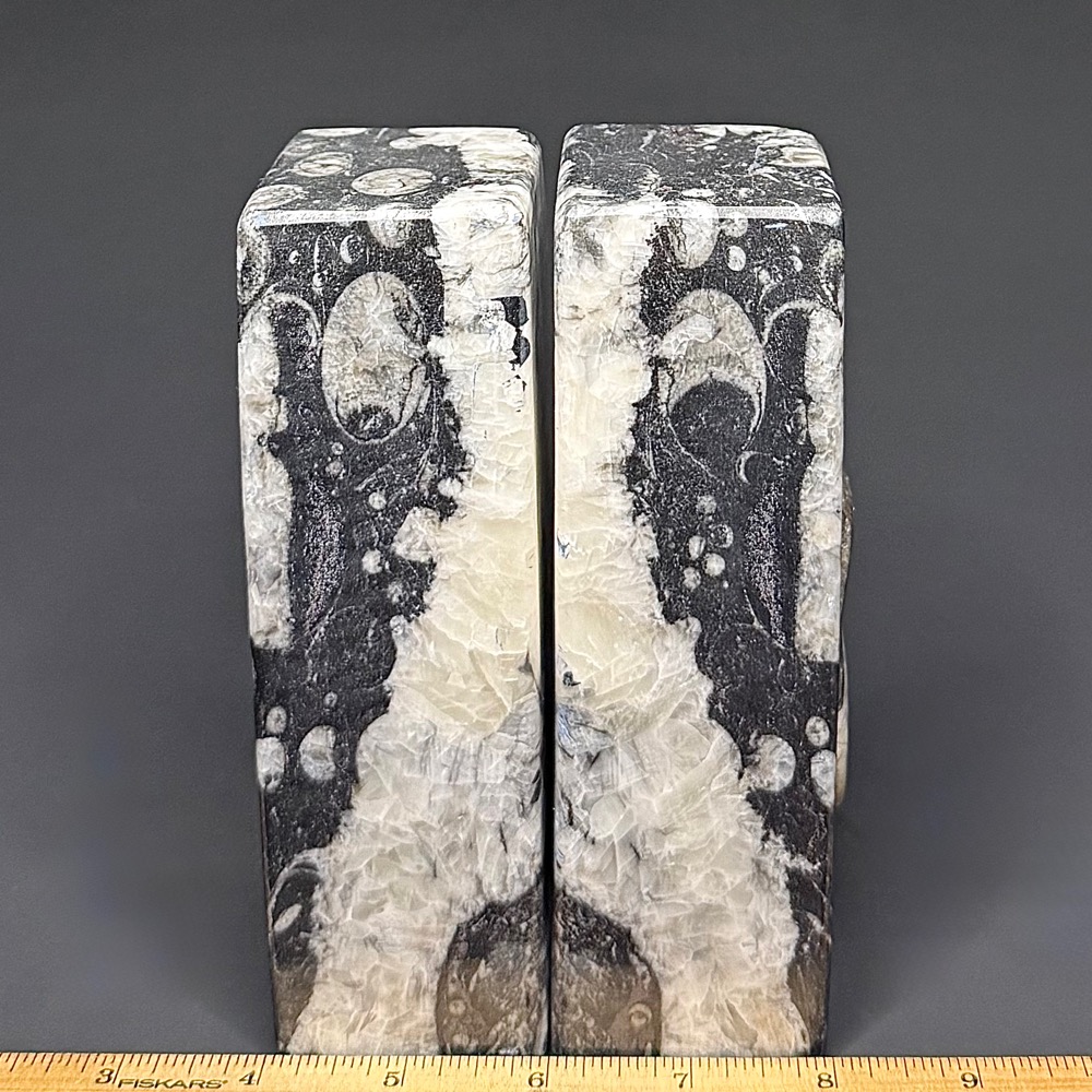 BK308 Geisonoceras Bookends - Image 3