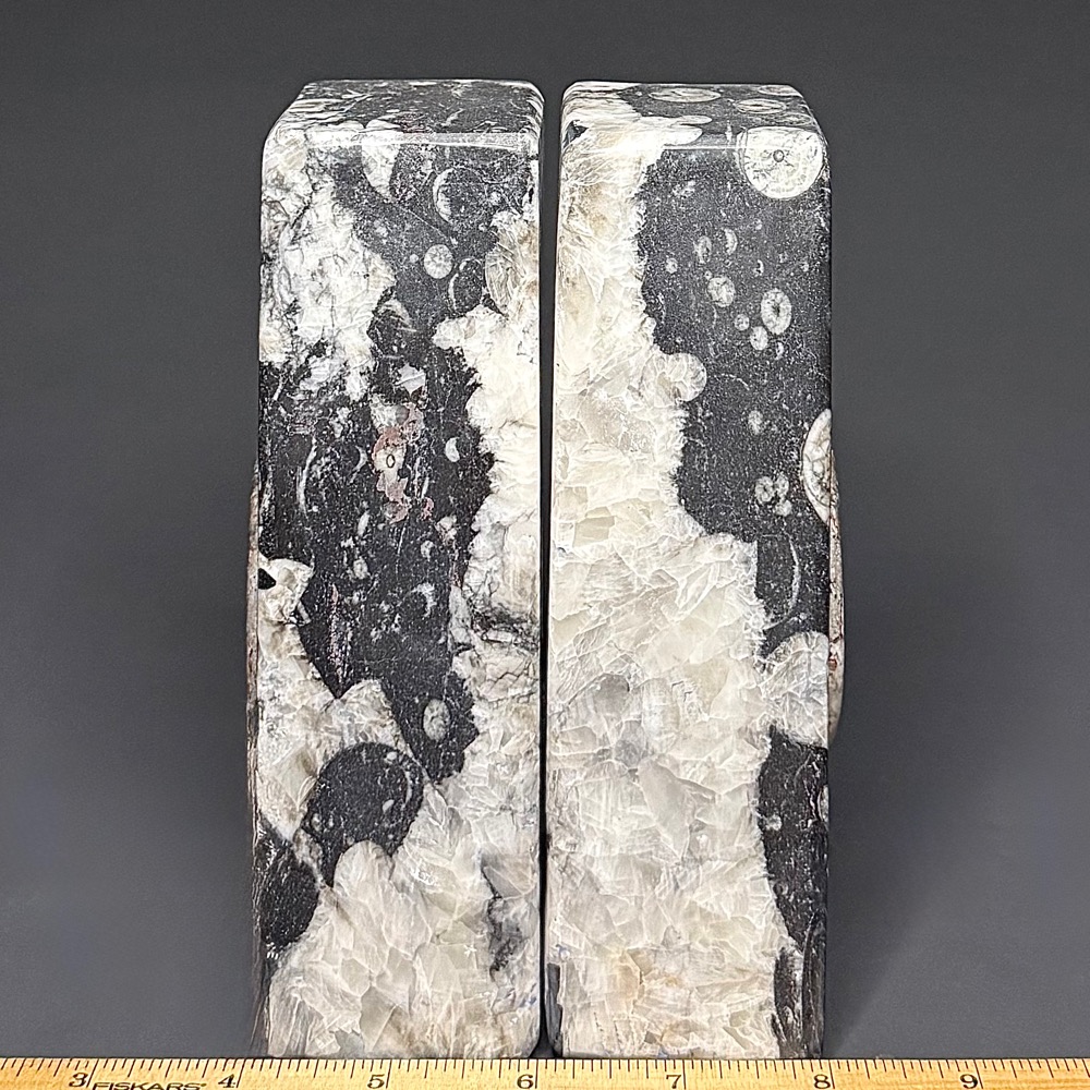 BK308 Geisonoceras Bookends