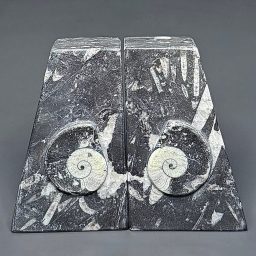 BK403 Geisonoceras Bookends