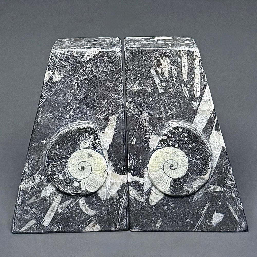 BK403 Geisonoceras Bookends