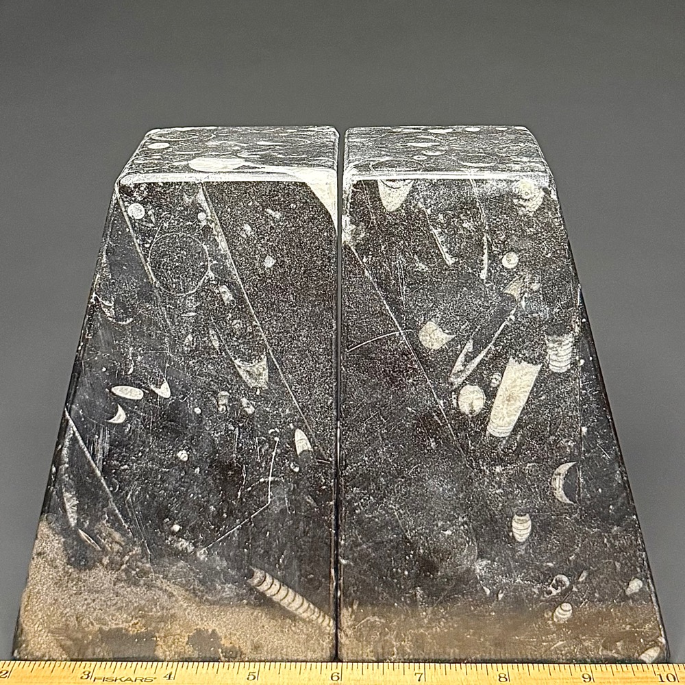BK403 Geisonoceras Bookends - Image 2